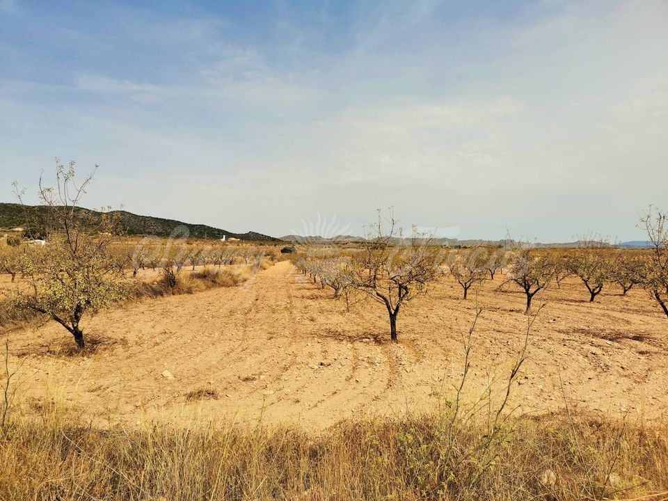 Helårsgrund i Raspay, Murcia - foto 3
